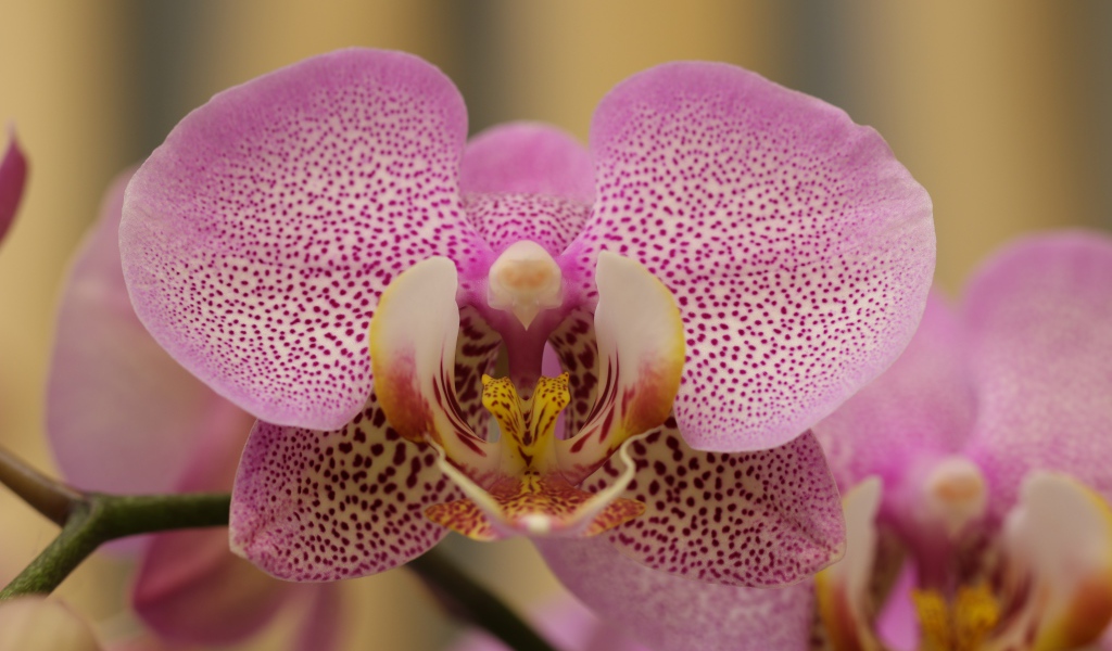 Розовый пятнистый цветок орхидеи крупным планом 