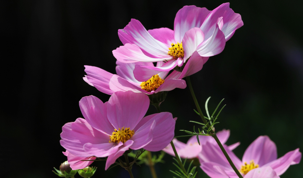 Розовые летние цветы космея на черном фоне