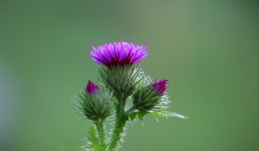 Розовый цветок чертополоха с бутонами на зеленом фоне