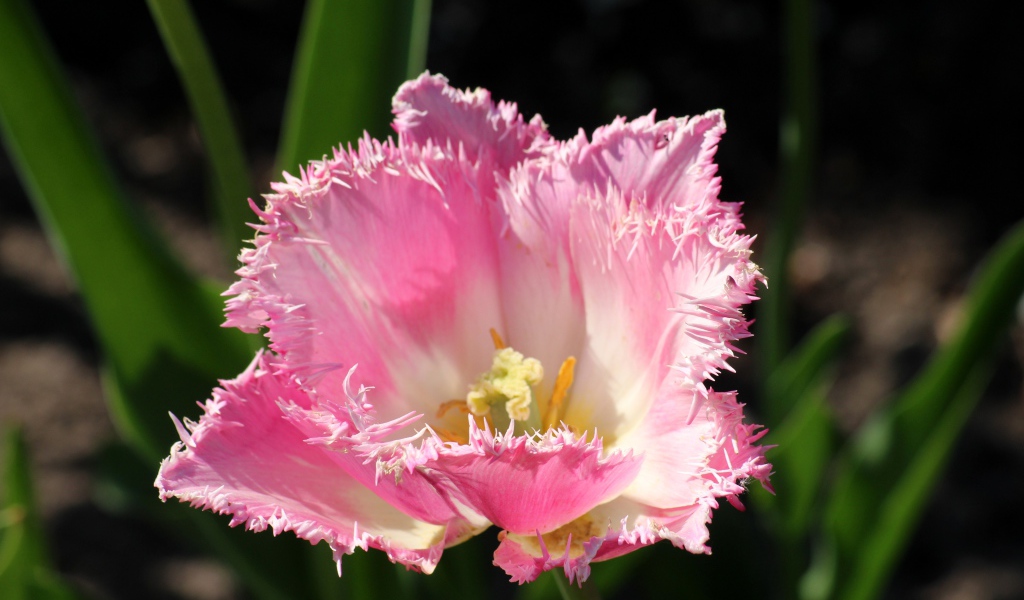 Розовый тюльпан с пышными лепестками