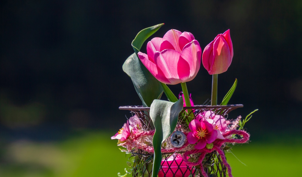 Розовые тюльпаны в железной корзинке крупным планом