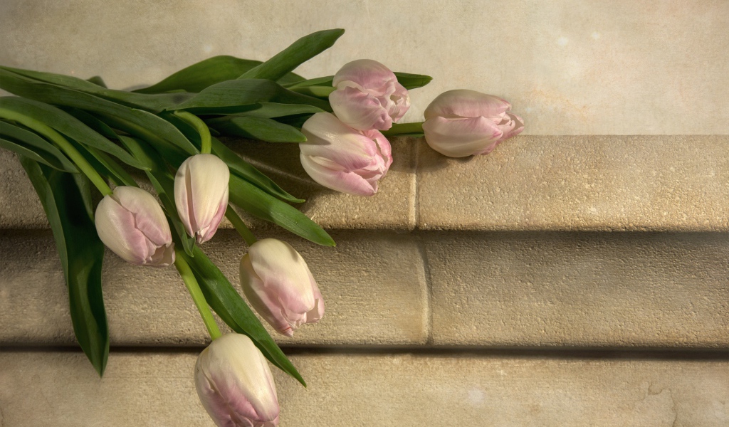 Розовые тюльпаны лежит у стены