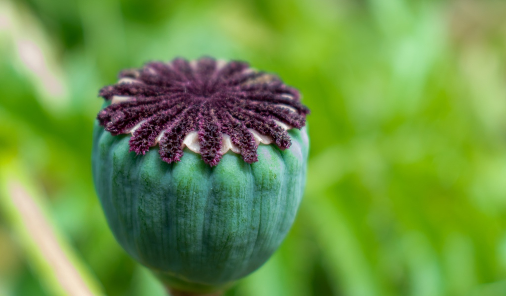 Маковая коробочка крупным планом 