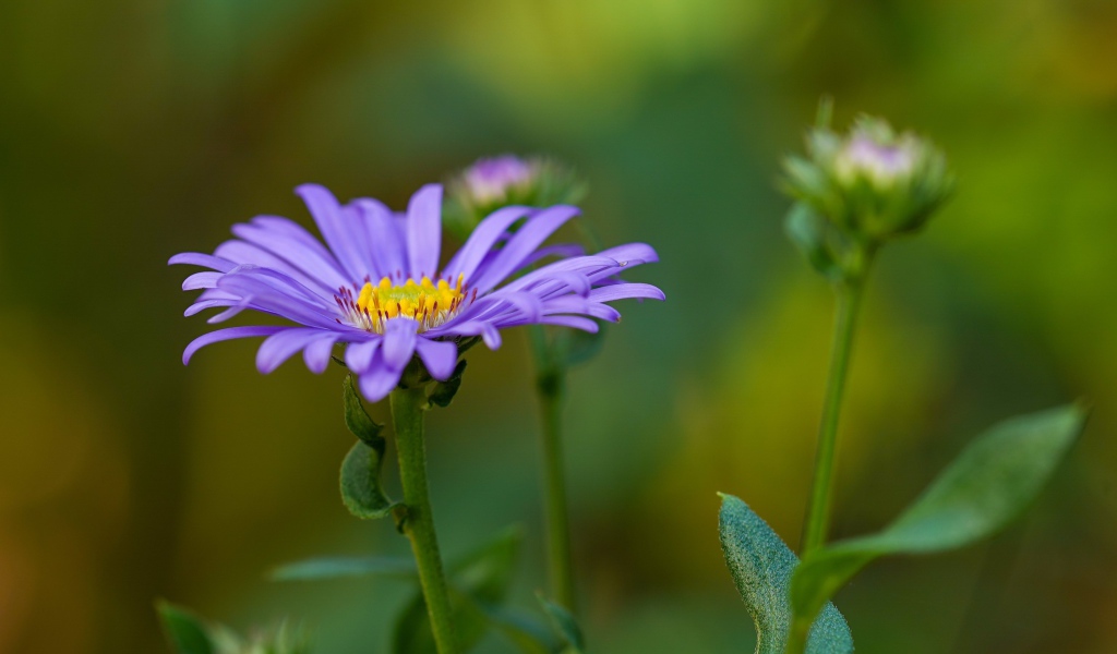 Фиолетовый цветок астры с бутонами 