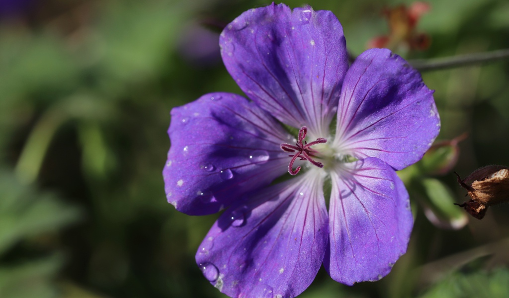 Фиолетовый  красивый цветок герани крупным планом
