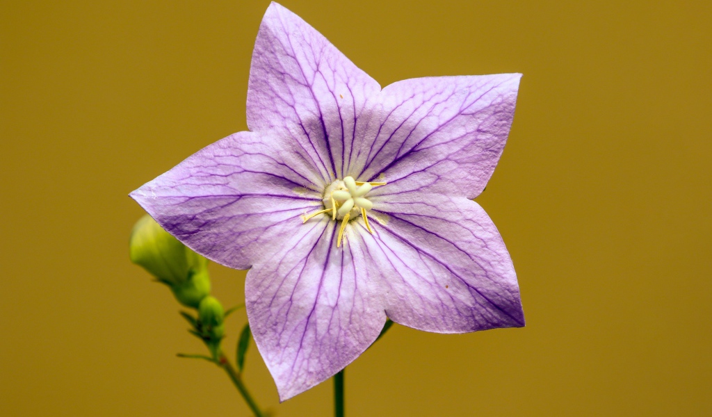 Фиолетовый цветок колокольчика на желтом фоне 