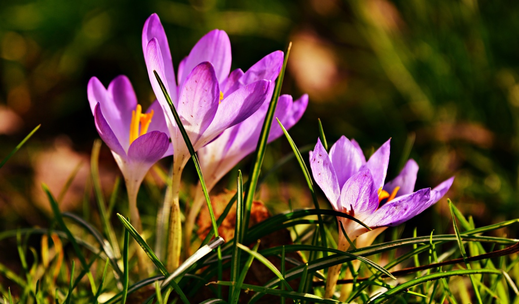 Фиолетовые крокусы в высокой зеленой траве