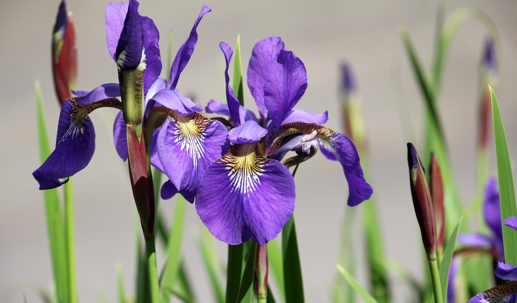 Фиолетовые цветы ириса с бутонами крупным планом