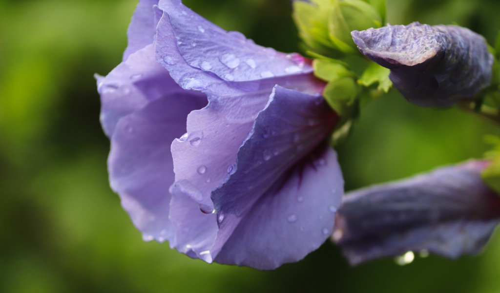 Фиолетовые цветы лаватера в каплях дождя