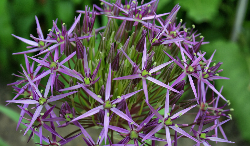 Фиолетовые цветы персидского лука