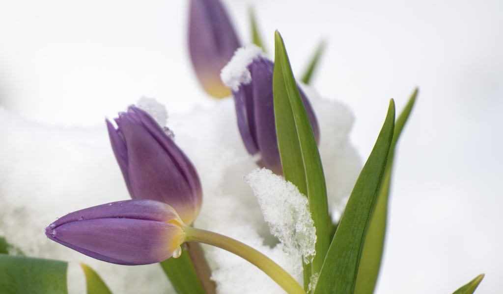 Фиолетовые тюльпаны в снегу