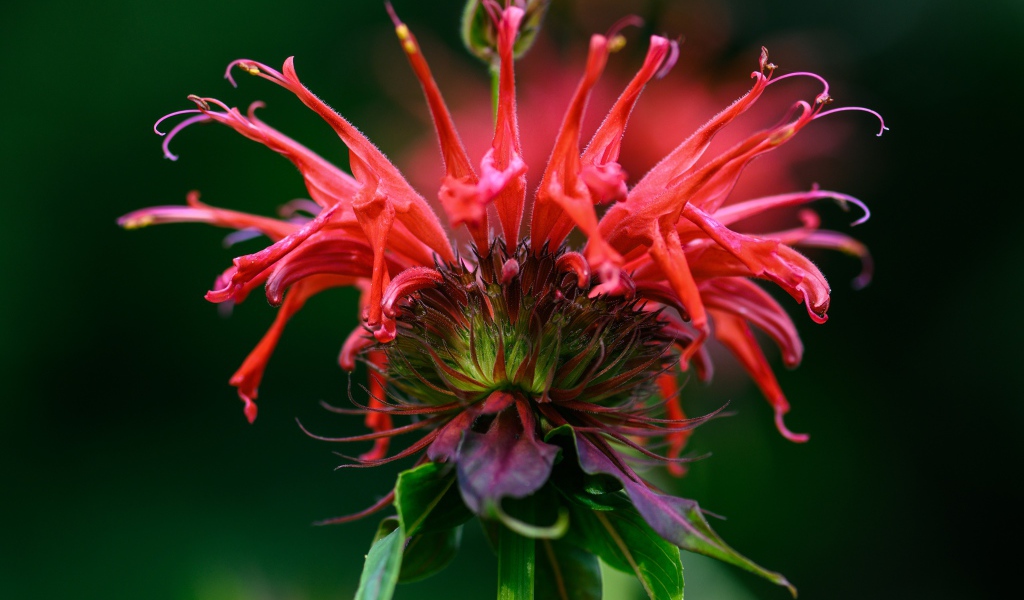 Красный цветок Монарда на зеленом фоне 