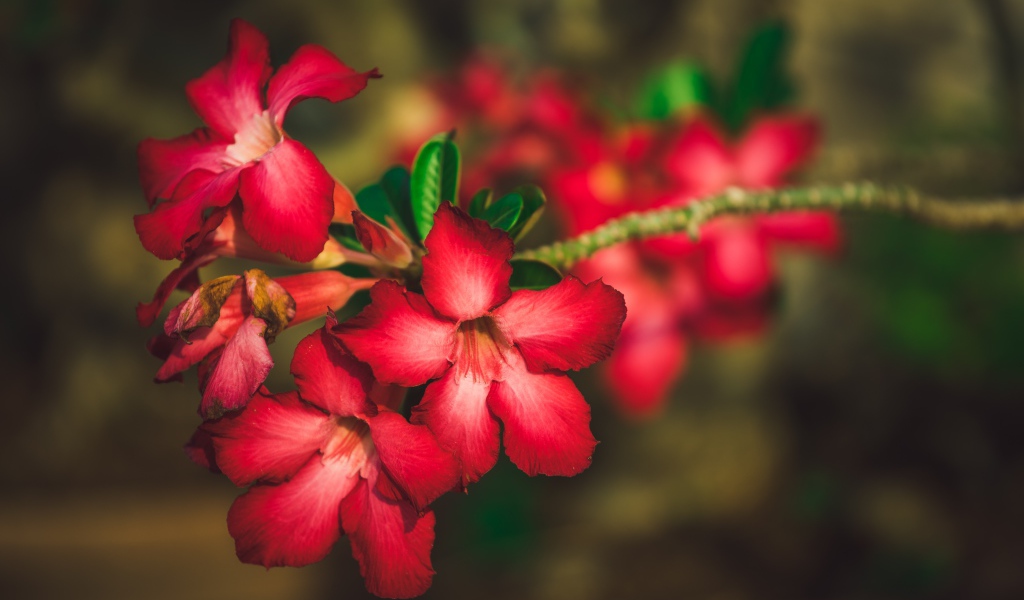 Красные цветы Адениум крупным планом 