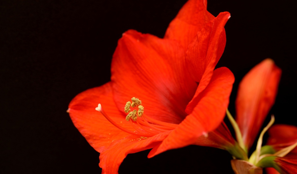 Красный цветок амариллиса на черном фоне 
