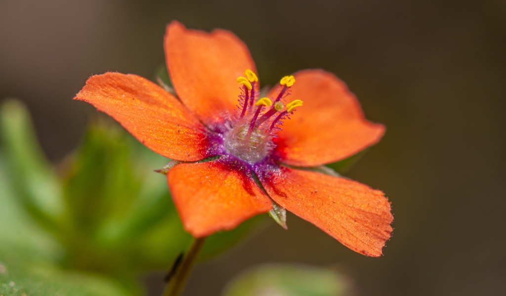 Красный цветок Анагаллис крупным планом 