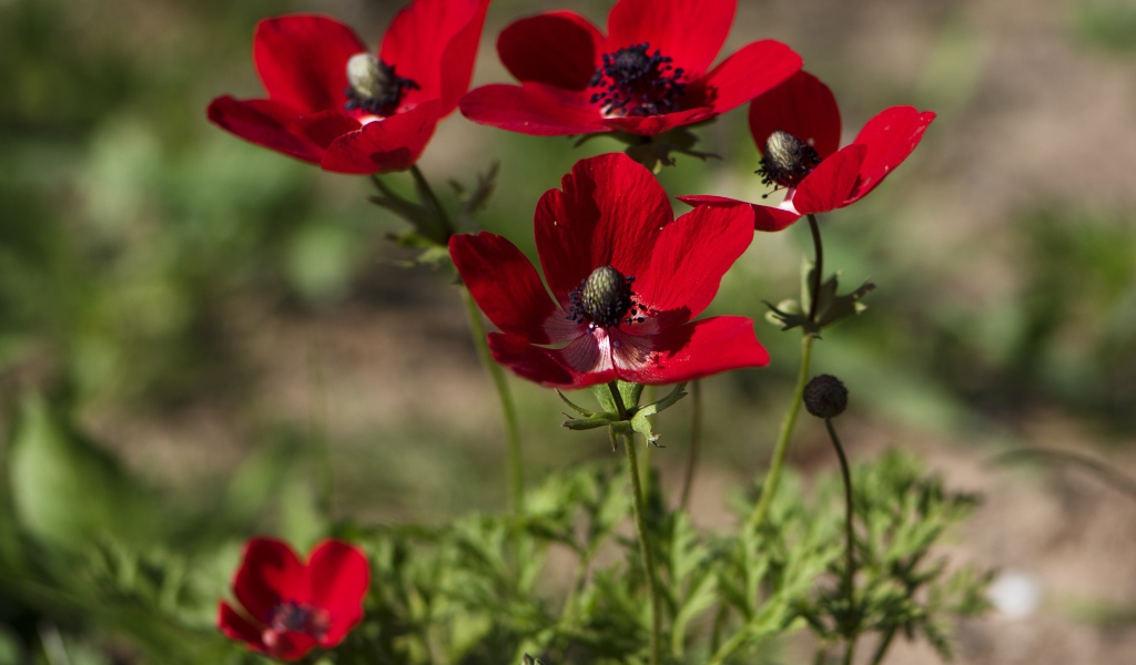 Красные цветы анемона на клумбе летом
