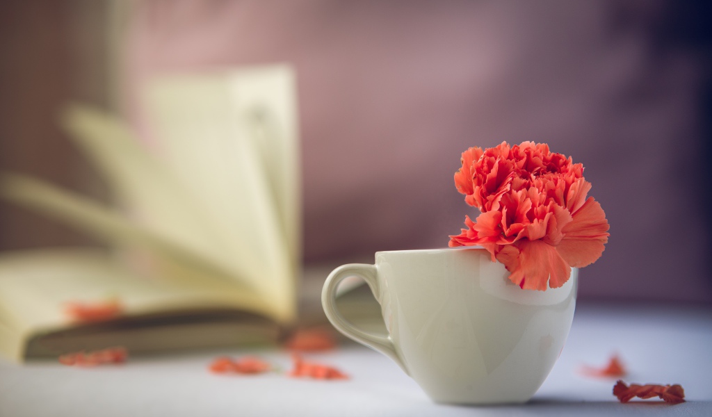 Красный цветок гвоздики в белой чашке 