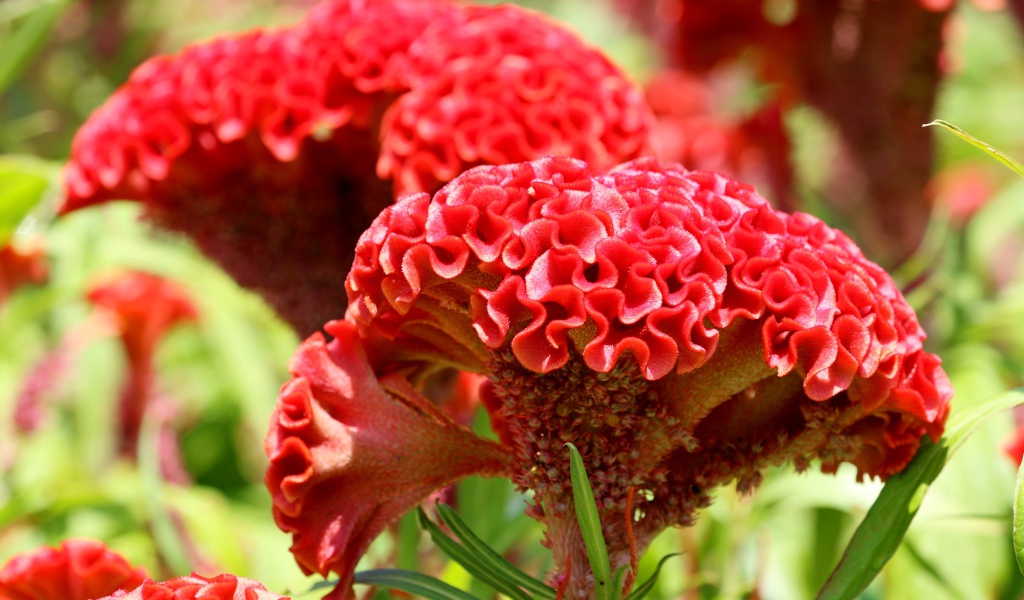 Красный цветок целозия крупным планом 