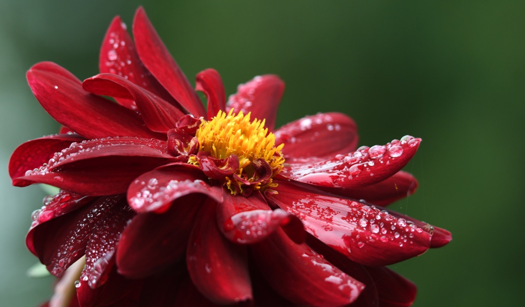 Красный цветок георгина в каплях росы крупным планом