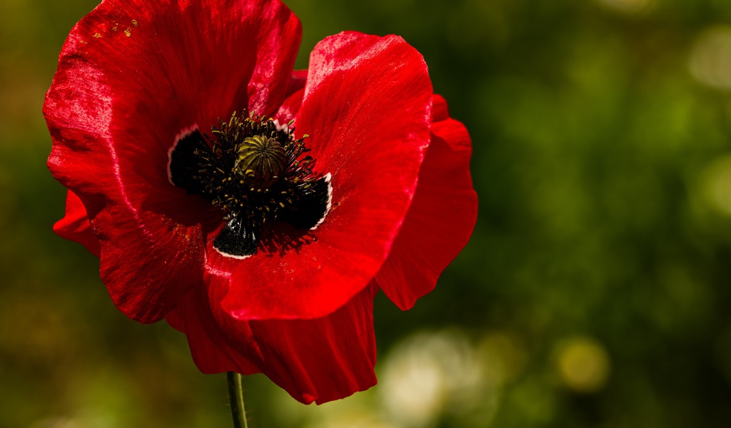 Красные нежные лепестки мака крупным планом 