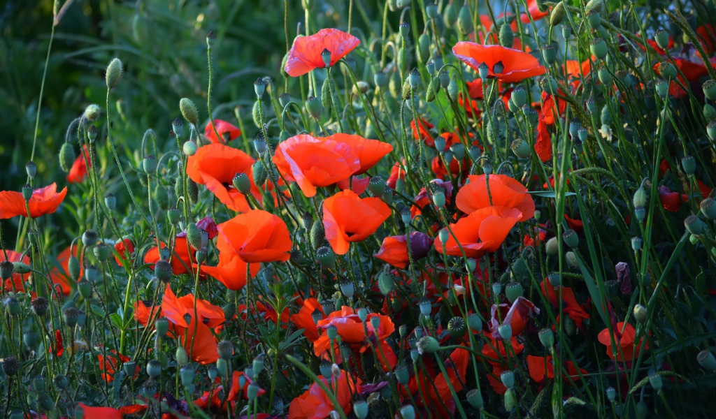 Красные полевые маки с бутонами летом