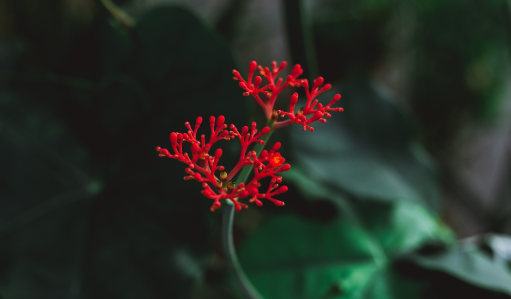 Красный цветок крупным планом