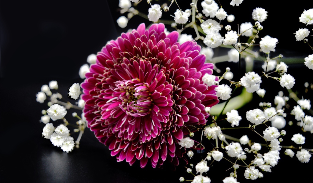 Красный цветок герберы с гипсофилой на черном фоне