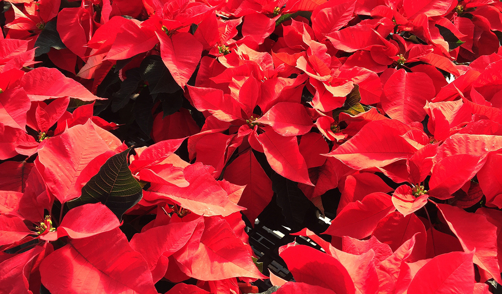 Красные листья цветов молочая в лучах солнца