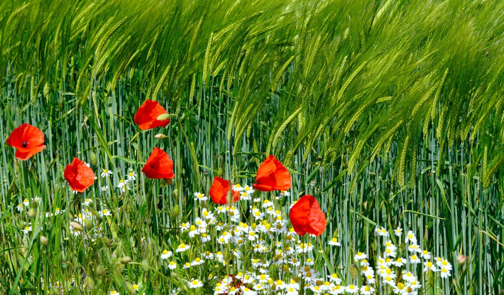 Красные маки и белые ромашки на поле с пшеницей 