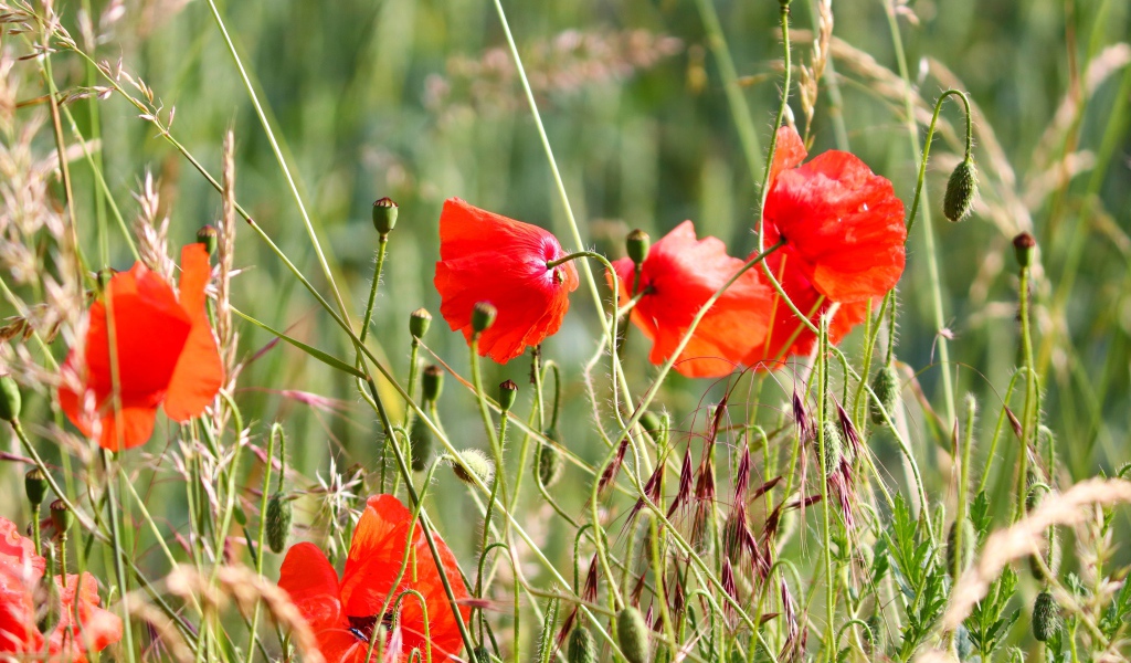 Красные маки в зеленой полевой траве