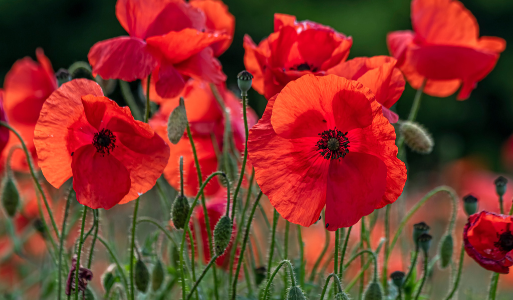 Красные цветы мака с бутонами на поле 