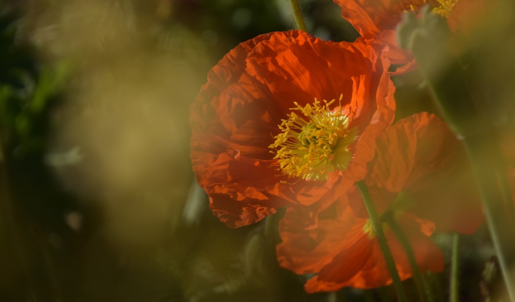 Красный мак в тумане на клумбе 