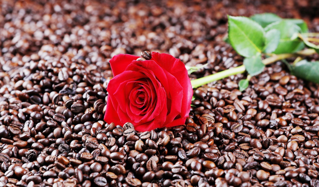 Красная роза лежит на кофейных зернах