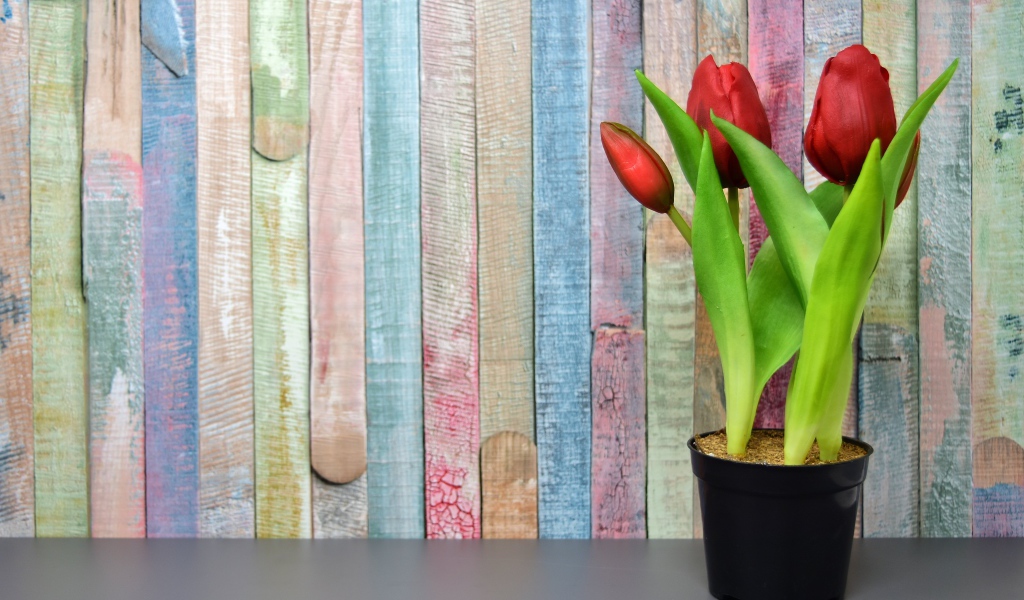 Красные цветы тюльпана в горшке на столе