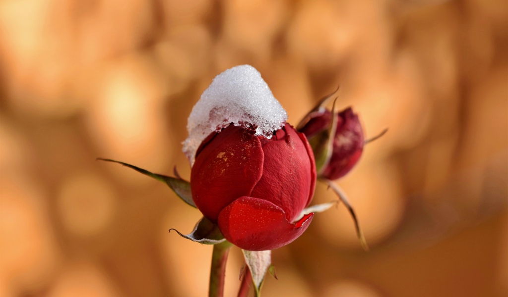 Бутон розы в снегу крупным планом