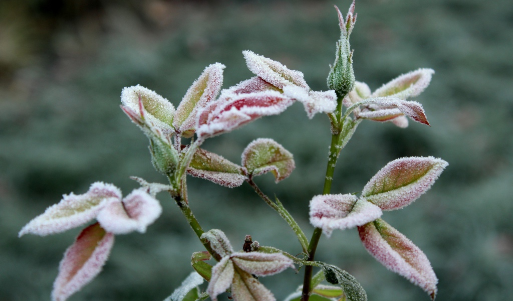 Бутоны роз в холодном инее на клумбе