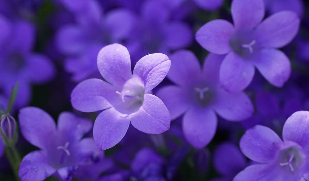 Маленькие синие колокольчики крупным планом