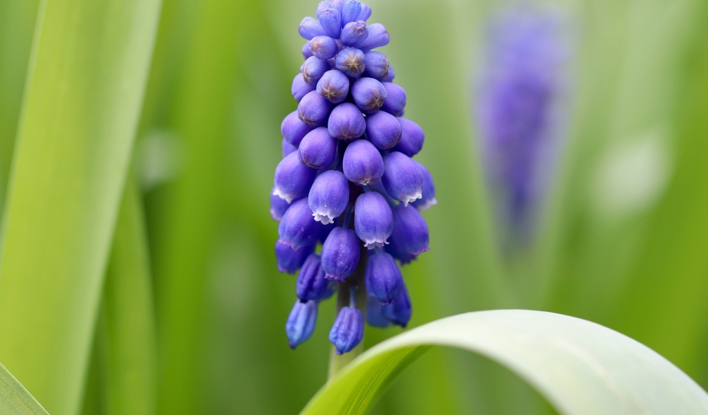 Маленький синий цветок мускарик с зелеными листьями