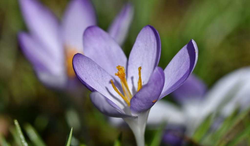 Маленький сиреневый цветок крокуса крупным планом