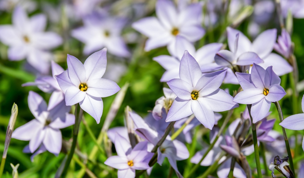 Маленькие сиреневые цветы седмичника