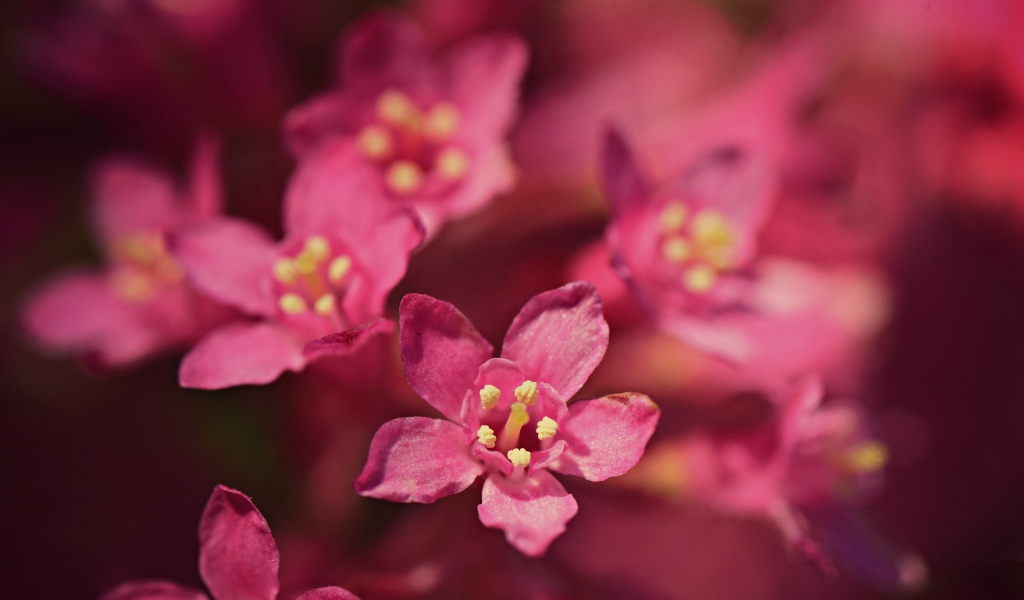 Small pink flowers of embelia
