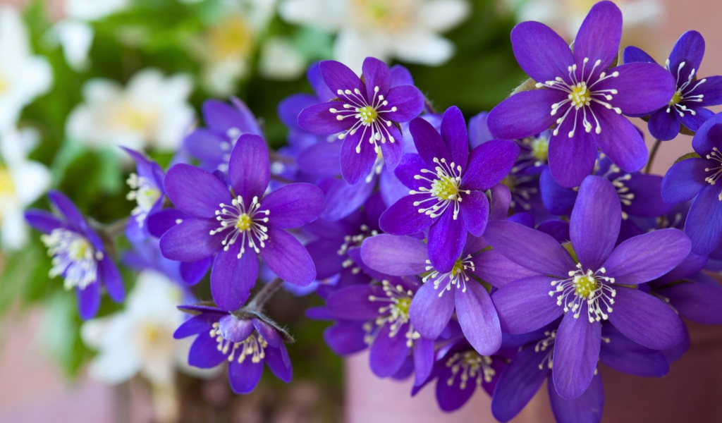 Мелкие фиолетовые цветы крупным планом 