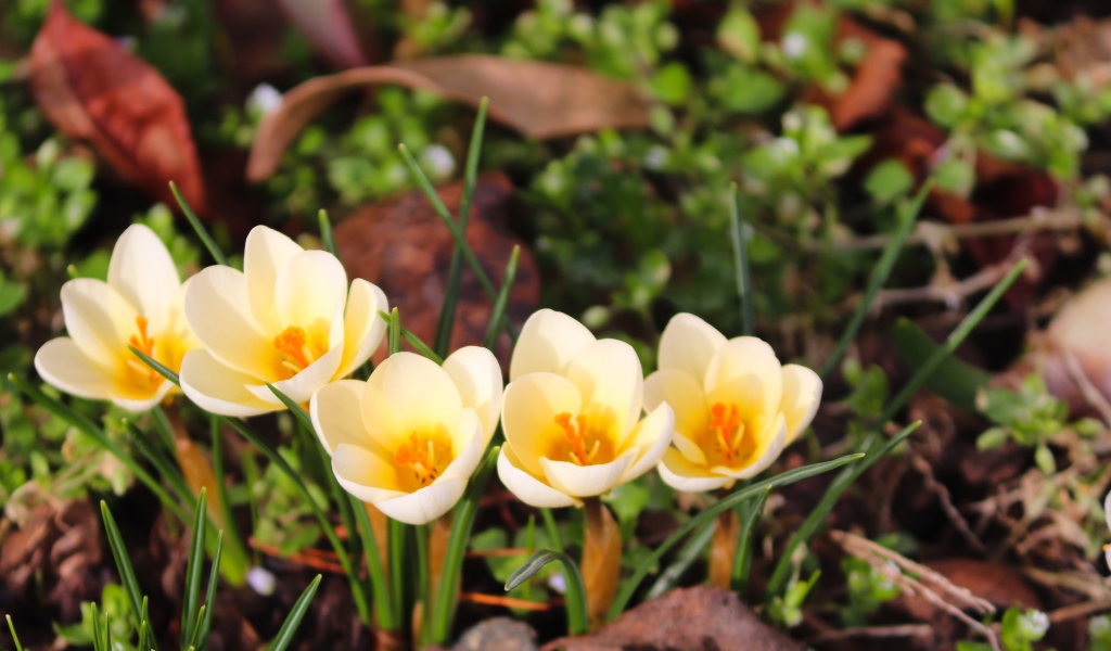 Маленькие белые крокусы с желтой серединкой 