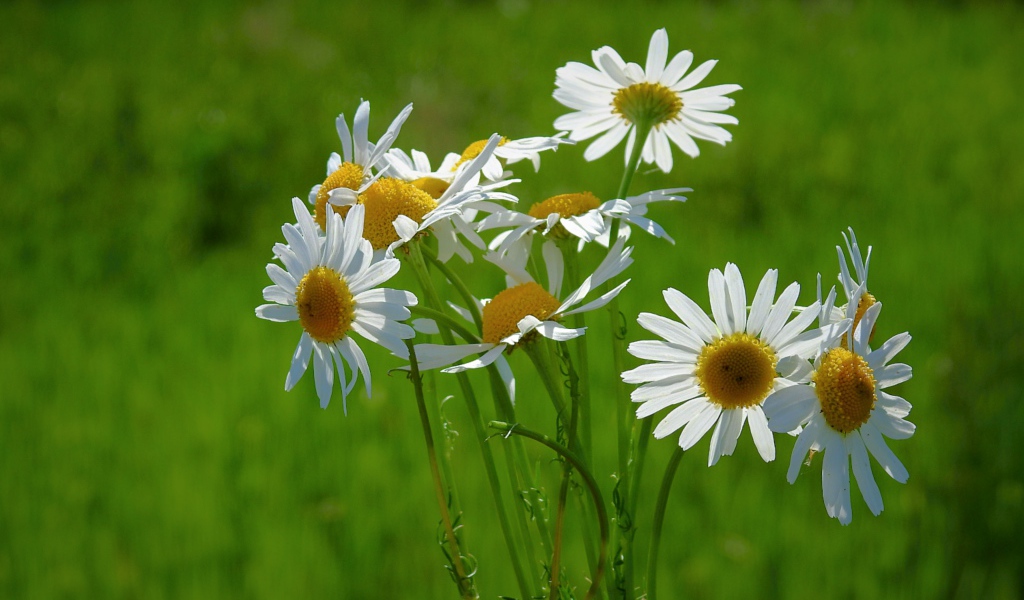 Маленькие белые полевые ромашки на зеленом фоне