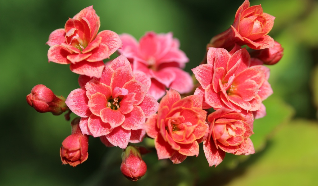 Сочные розовые цветы каланхоэ