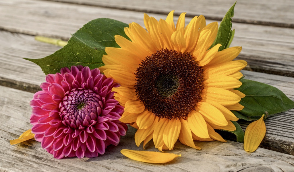 Цветок подсолнуха и георгина на деревянной лавке