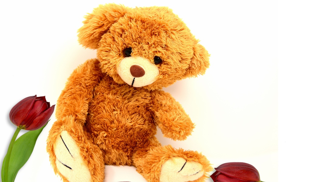 Медвежонок Тедди  с тюльпанами на белом фоне