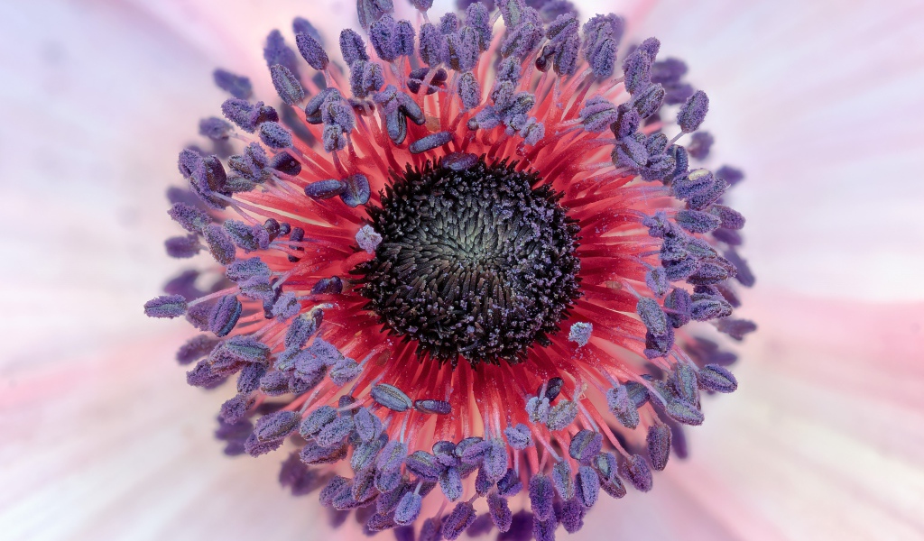 Середина цветка розовой анемоны 