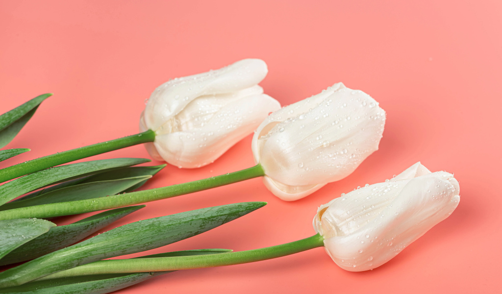 Три красивых нежных белых тюльпана на розовом фоне