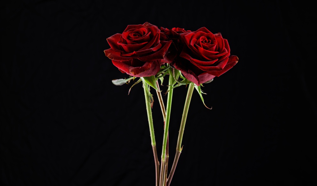 Три  бордовые розы на черном фоне